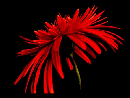 LARGE RED - close up, sunflowers, red on black, daisy, large, macro, beautiful, red, flowers, daisies