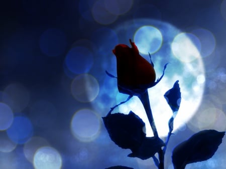 BLUE MOON RED ROSE - flowers, close up, blue, roses, bokeh, full moon, red rose, moon, macro