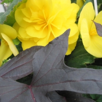 Flowers garden in greenhouse 61