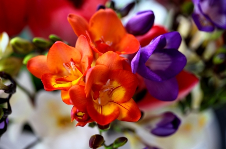 Lovely flowers - delicate, pretty, beautiful, flowers, tender, spring, harmony, nice, lovely, freesia, colorful