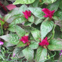 Flowers garden in greenhouse 69