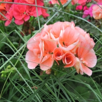 Flowers garden in greenhouse 72