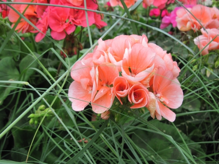 Flowers garden in greenhouse 72 - red, photography, peach, green, flowers, garden