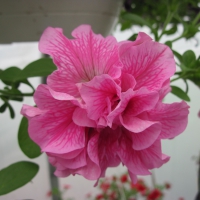 Flowers garden in greenhouse 73