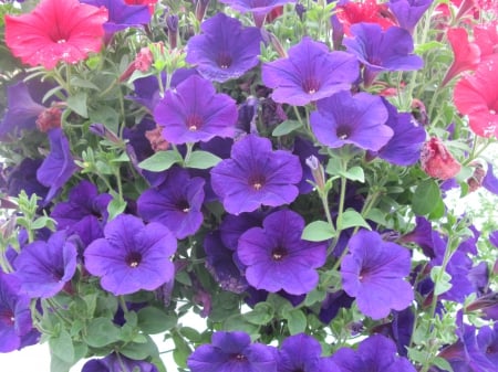 Flowers garden in greenhouse 74 - Flowers, purple, garden, red, green, photography, Petunias