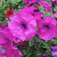 Flowers garden in greenhouse 75