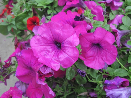 Flowers garden in greenhouse 75 - Flowers, garden, green, photography, Petunias, pink