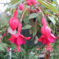 Flowers garden in greenhouse 76