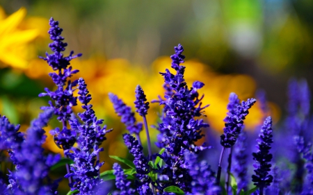 PURPLE  DANCE - field, blooms, purple, plants