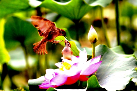 FEEDING TIME - flowers, mirds, feeding, mother