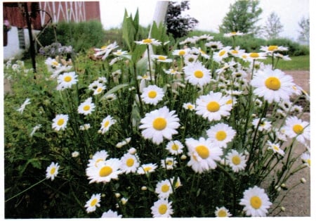 Daisies in Bloom - daisies, blossoms, nature, beauty