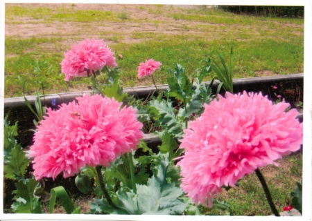 peony poppies in full bloom - blooms, nature, beauty, poppies