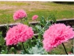 peony poppies in full bloom