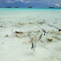 Rangiroa blue lagoon with sting rays and fish life Society Islands French Polynesia