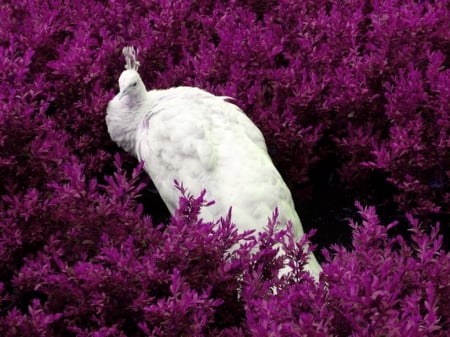 Nestled - white, peacock, purple, flowers, bird