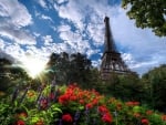 Morning in Paris