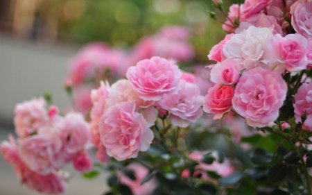 Pink Flowers - flowers, beautiful, pink, green