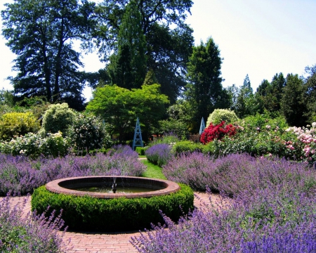 Lavender Garden - flowers, nature, lavender, gardens, HD