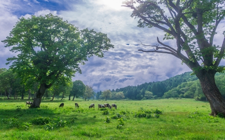 landscape - beauty, trees, landscape, wallpaper, mountains, nature, cows, cattle, grass, new