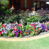 Petunias in a flower border