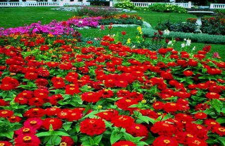 Red flowers in my garden