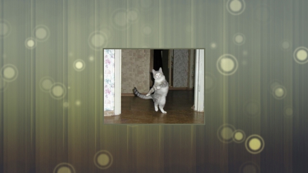 Graceful Dancing Cat - cat, feline, graceful, dancing