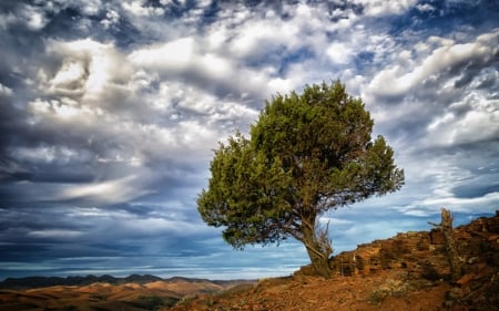 The Tree - sky, tree, nature, clouds