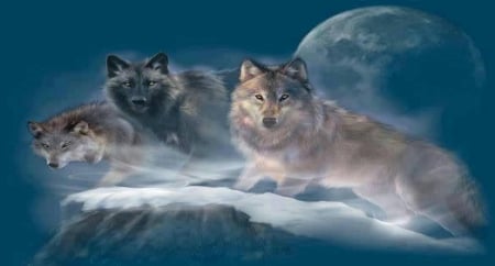 the free - moon, night, wolf, snow