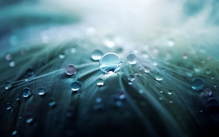 After the rain - flower, rain, water, drop, blue, white, bubble, macro, petal