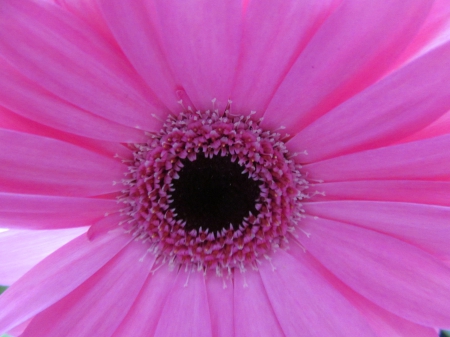 Dark Hearted Pink - pink, gerberas, petals, blooms, flowers, plants