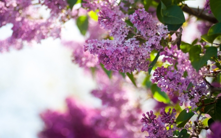 Flowers - flower, flowers, photo, tree, nature