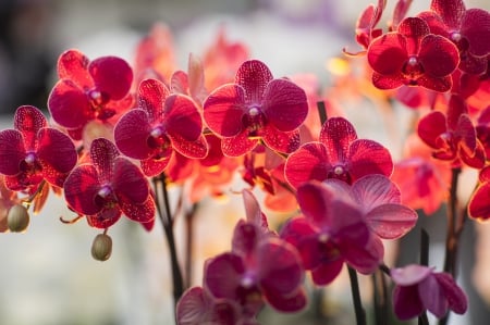 Orchidea - flowers, Orchidea, nature, red