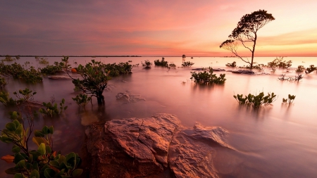 Lake - lake, tree, nature, water