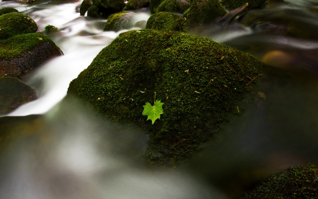 Leaf - stream, water, leaf, rock