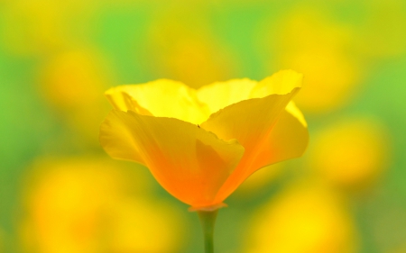 Flower - leaf, flower, nature, macro