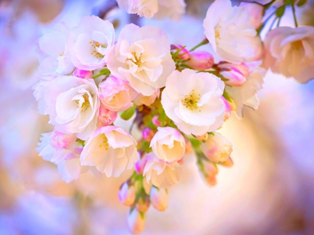 Spring beauty - flowers, blooms, nature, spting, petals