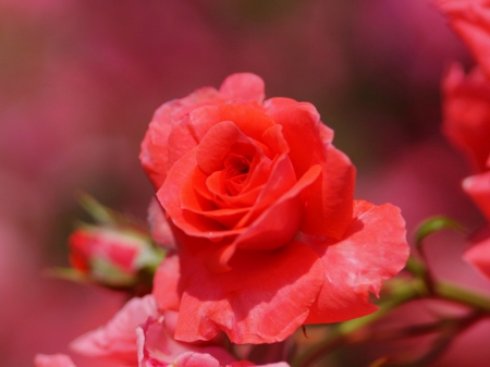 Red rose - blooms, flower, petals, red rose