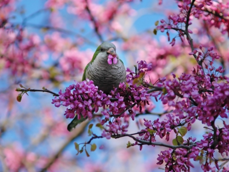 Mr. Nice Guy - purple, animals, bird, flowers, spring