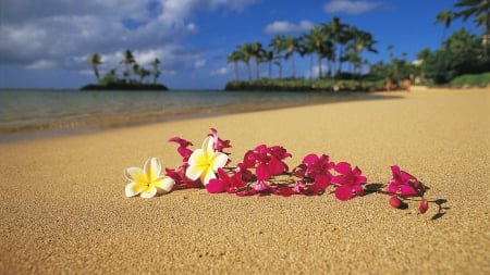 Flowers - blossoms, palms, sea, orchid, sand