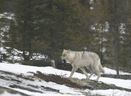 Quebec Wild Wolf - winter, nature, forrest, snow, Quebeck, wild, Wolf, animals