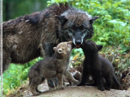 Timber Wolves with Cubs - cubs, wolf, wolves, animals, wild, forrest, nature, timber