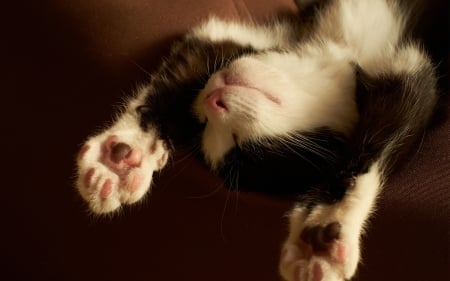 Cat - pretty, cat face, sleepy, paws, kitten, cats, face, sleeping, hat, beautiful, beauty, lovely, sweet, cat, cute, animals, kitty