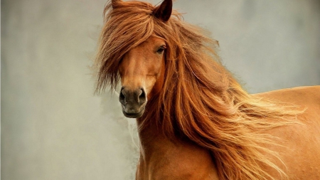 RED RUNNER - adorable, mane, animals, horse riding, horses, nature, free, wild, red, wild animals