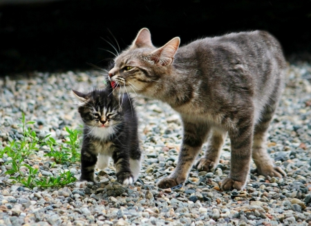 Cats - sleepy, cute, beautiful, cat, sleeping, kitty, cats, hat, cat face, paws, face, animals, pretty, beauty, sweet, kitten, lovely