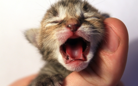 Maaaaaaaam !! - pretty, cat face, sleepy, paws, kitten, cats, face, sleeping, hat, beautiful, beauty, lovely, sweet, cat, cute, animals, kitty