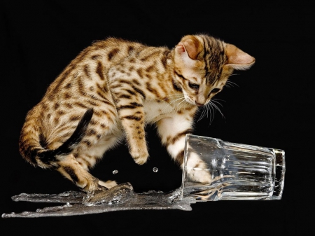 WHO SAID I DONT LIKE WATER - glass, cute, water, reflections, photos, kittens, adorable, pets, cats