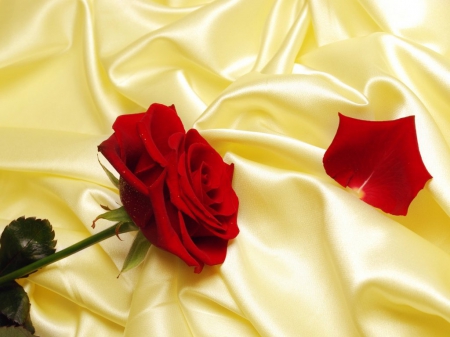 BEAUTY ON SILK - flowers, roses, silk, yellow, beautiful, red, lovely, petals