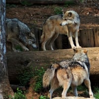 Wolves walking on a tree stump