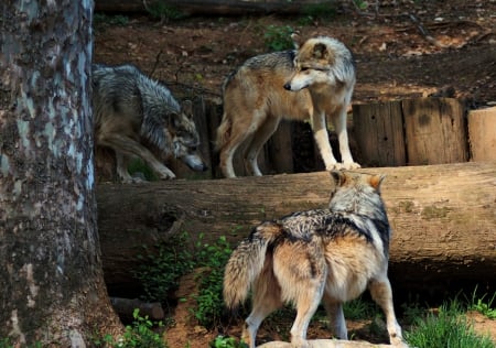 Wolves walking on a tree stump - stump, nature, anmals, walking, Wolves, Wolfpack, tree, wild