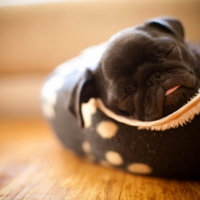 SLEEPING IN A SHOE